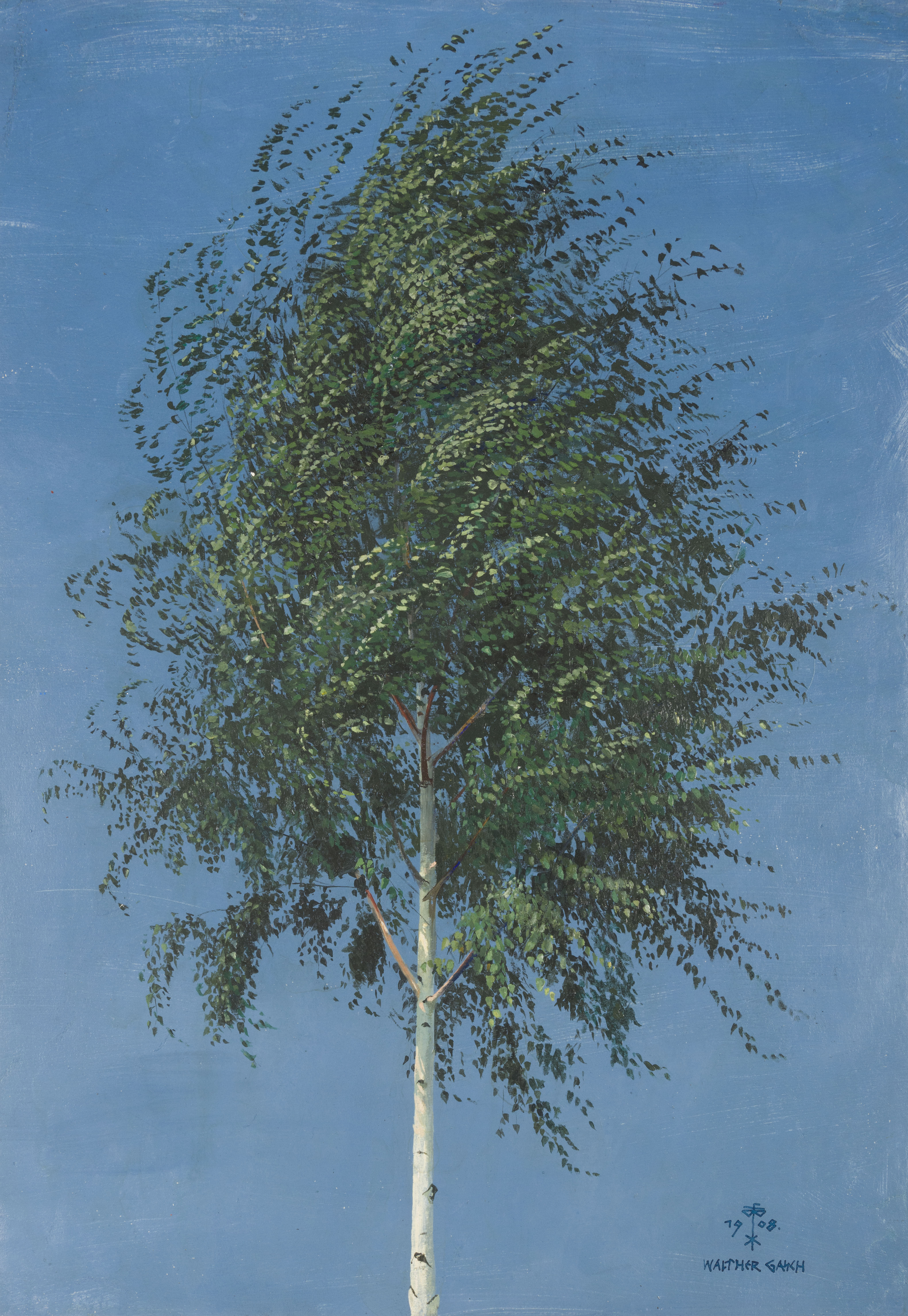 A Young Silver Birch Tree in Springtime